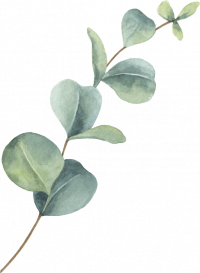 eucalyptus-3.png