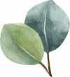 eucalyptus-4.png