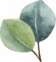 eucalyptus-4.png